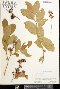 Lyonia lucida image