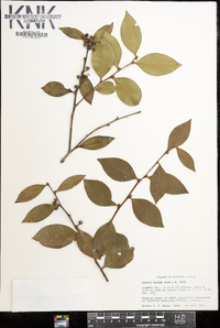 Lyonia lucida image