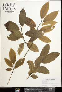 Oxydendrum arboreum image