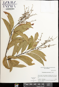 Oxydendrum arboreum image