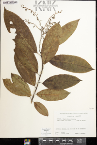 Oxydendrum arboreum image