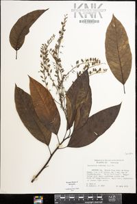 Oxydendrum arboreum image