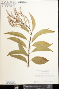 Oxydendrum arboreum image