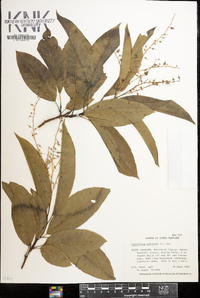 Oxydendrum arboreum image