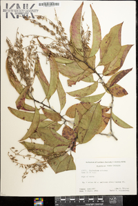 Oxydendrum arboreum image