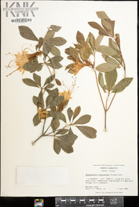 Rhododendron arborescens image