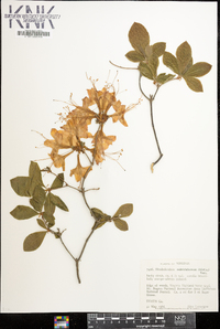 Rhododendron calendulaceum image