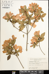 Rhododendron simsii image