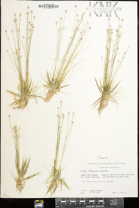 Eriocaulon cinereum image