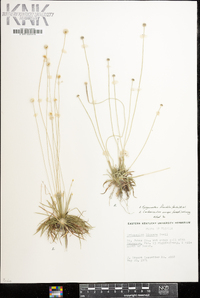 Lachnocaulon anceps image