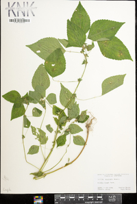 Acalypha virginica image