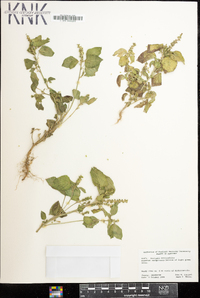 Acalypha ostryifolia image