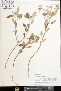 Croton argyranthemus image