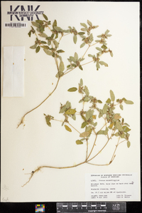 Croton monanthogynus image