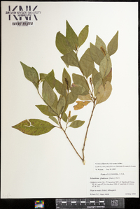 Ditrysinia fruticosa image