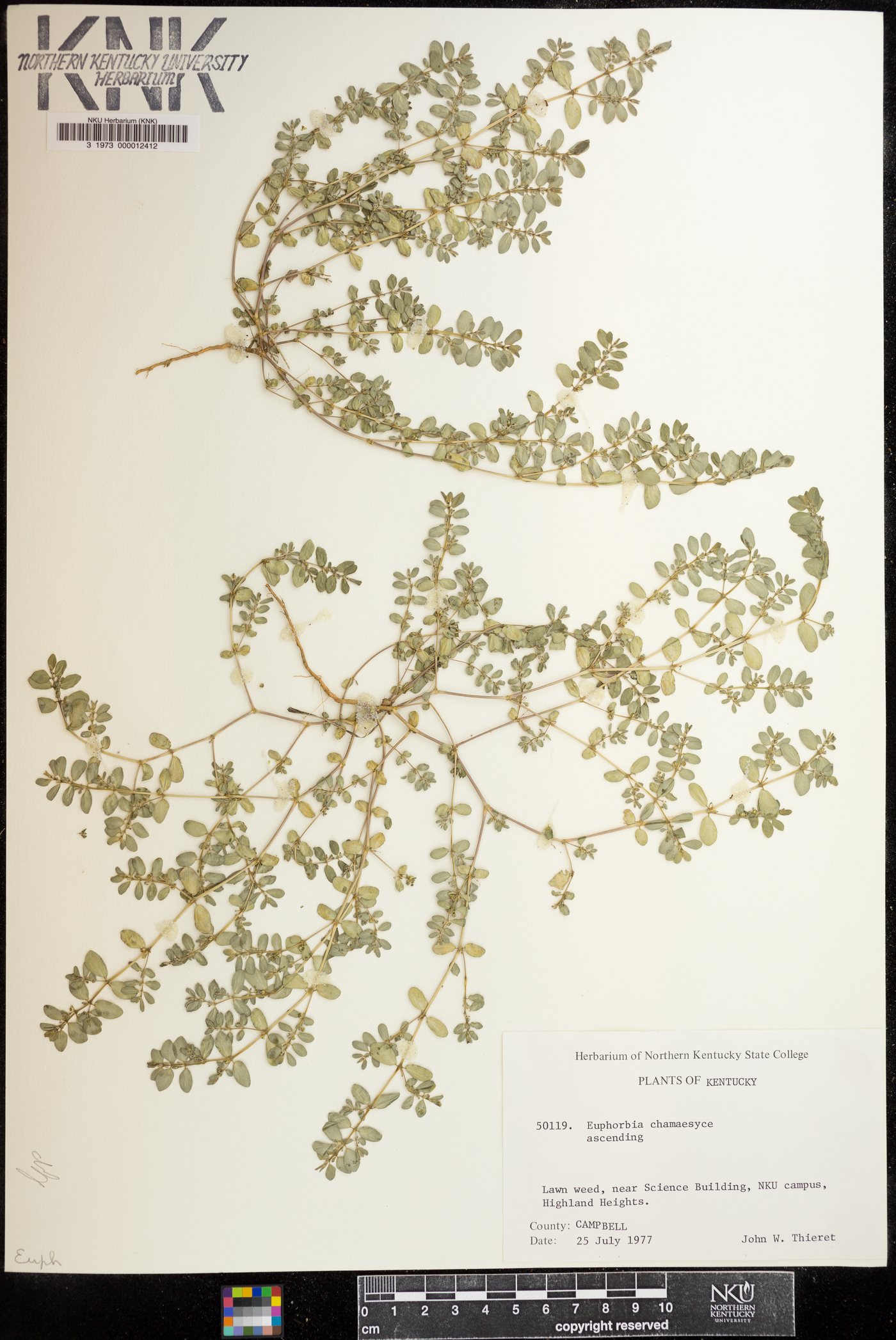 Euphorbia chamaesyce image