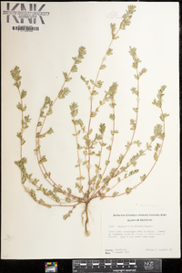 Euphorbia humistrata image