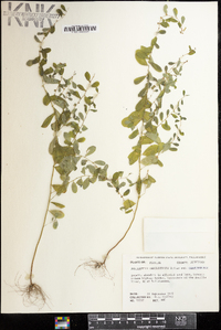 Phyllanthus caroliniensis image