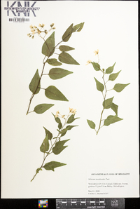 Solanum jasminoides image