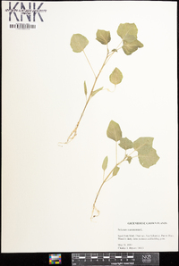 Solanum mammosum image