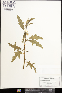 Solanum tampicense image