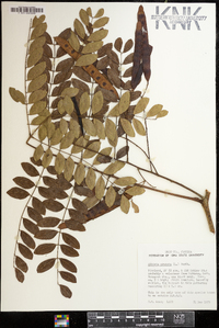 Albizia procera image