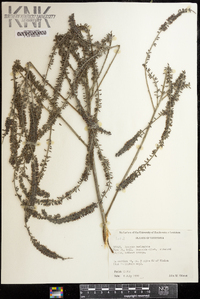 Amorpha paniculata image