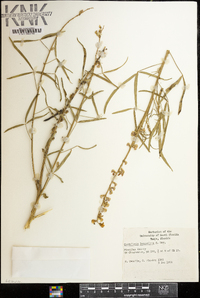 Crotalaria lanceolata image