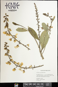 Crotalaria spectabilis image