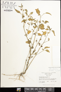 Solanum ptychanthum image