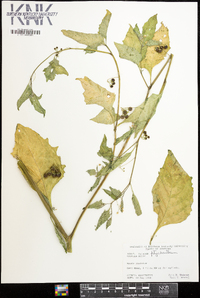 Solanum ptychanthum image