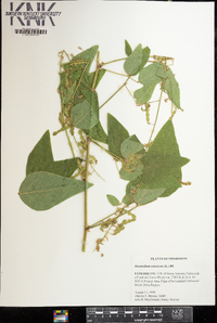 Desmodium canescens image