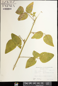 Desmodium canescens image