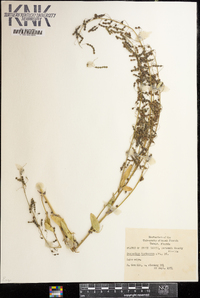 Desmodium tortuosum image