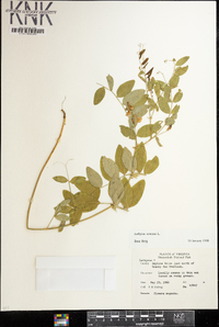 Lathyrus venosus image