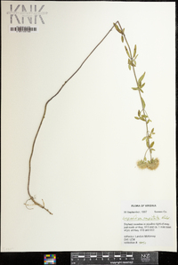 Lespedeza capitata image