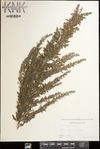 Lespedeza cuneata image