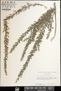 Lespedeza cuneata image