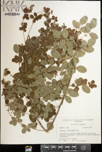 Lespedeza cyrtobotrya image