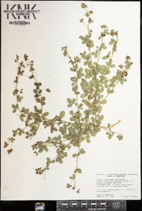 Lespedeza procumbens image