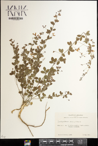 Lespedeza procumbens image