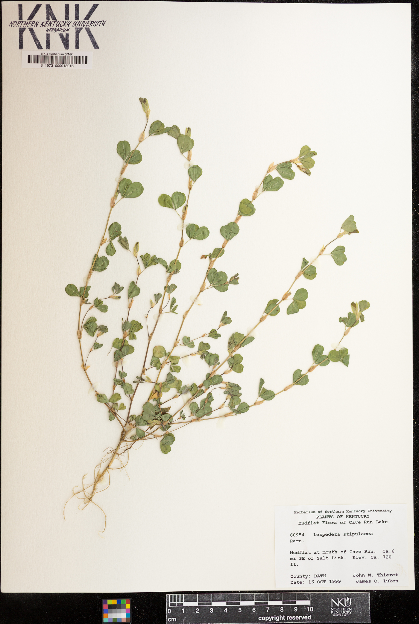 Lespedeza stipulacea image