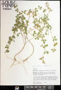 Lespedeza stipulacea image