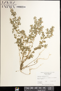 Lespedeza stipulacea image