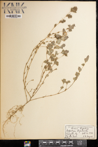 Lespedeza stipulacea image