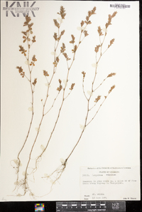 Lespedeza stipulacea image