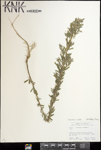 Lespedeza cuneata image