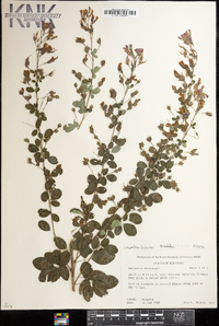 Lespedeza bicolor image