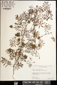 Mimosa strigillosa image