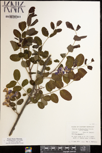 Robinia hispida image